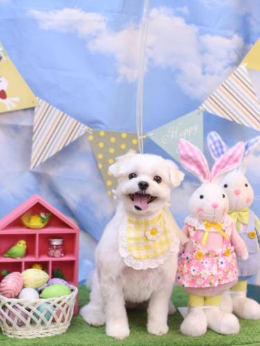 20240323まるちゃん